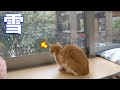 雪を物珍しそうに見るすず♪【すずとコテツ】