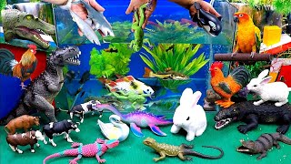 Catch Cute Animals, Rainbow Chicken, Rabbit, Turtle, Catfish, Crocodile, Ducks, Goldfish by Tony FiSH 6,200 views 2 weeks ago 8 minutes, 55 seconds