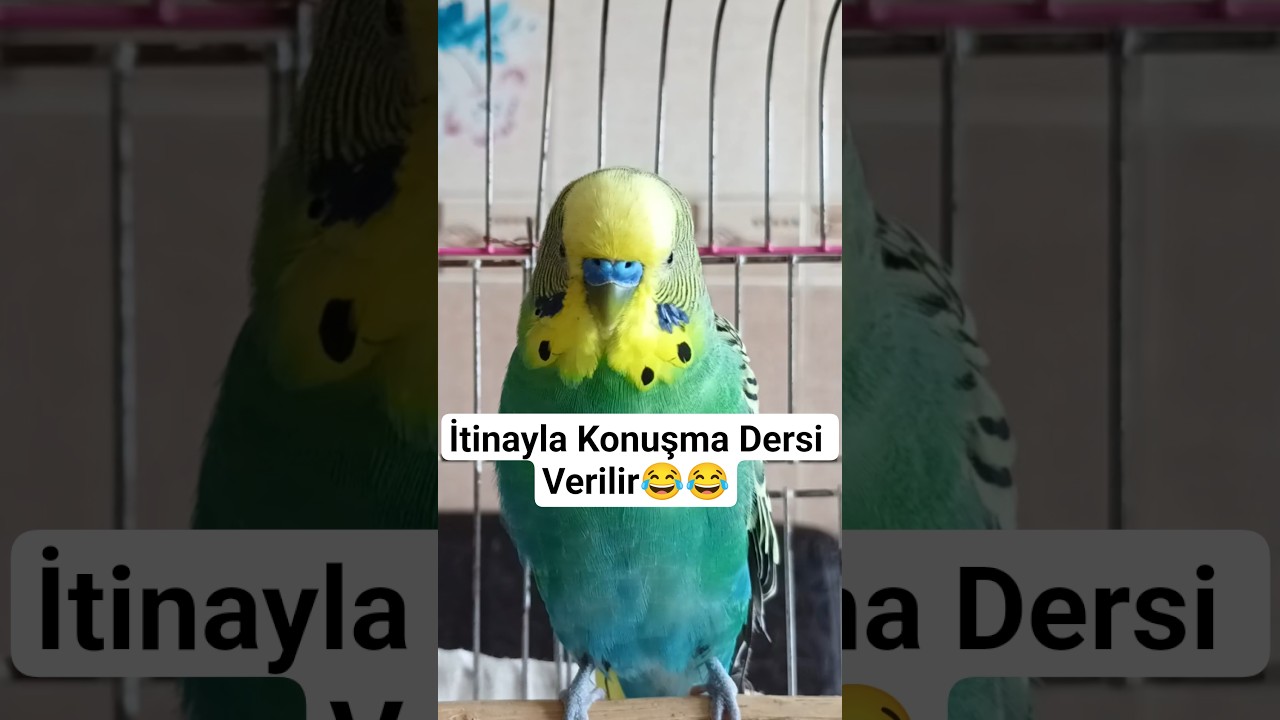 Bol Sohbet Balım #muhabbetkuşu #konuşankuş #muhabbetkuşları #talkingparot #kuşbakımı #birds #budgies