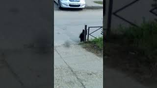 Собака искала хозяина и в итоге ушла город Набережные Челны потерялась собака остановка Бумажников Собака искала хозяина и в итоге ушла город Набережные Челны потерялась собака остановка Бумажников