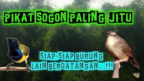 Suara pikat burung sogon susah turun terbaru 2025 paling mujarab #suarapikatsogon