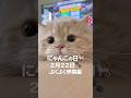 にゃんこの日まであと2️⃣日!