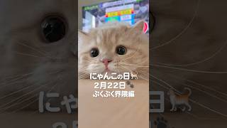 にゃんこの日まであと2️⃣日!