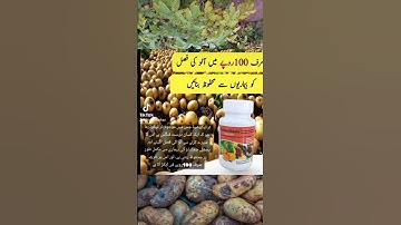 A powerful fungicide for fungal diseases of potatoes and other crops | #trichoshied #trichoderma