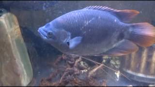 京都・花園キリスト教会 熱帯魚図鑑78 レッドフィンオスフロネームス 京都・花園キリスト教会 熱帯魚図鑑78 レッドフィンオスフロネームス