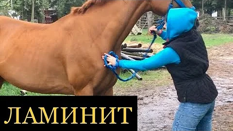 ЛАМИНИТ ИЛИ УШИБ?! 100% СПОСОБ ОПРЕДЕЛЕНИЯ ТРАВМЫ ЛОШАДИ
