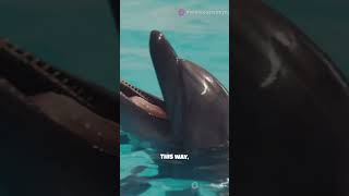 Dolphins' Sleep Secret Revealed! 🌊