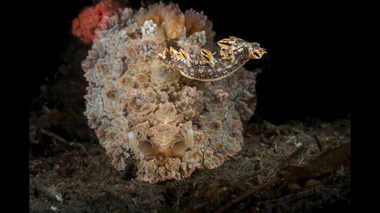 Bornella anguilla and Dendrodoris Tuberculosa