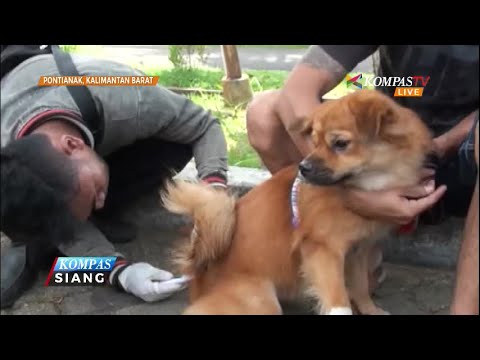 Video: Anak Anjing: Vaksinasi Trump Bersosialisasi