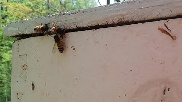 Scouts on a swarm trap?