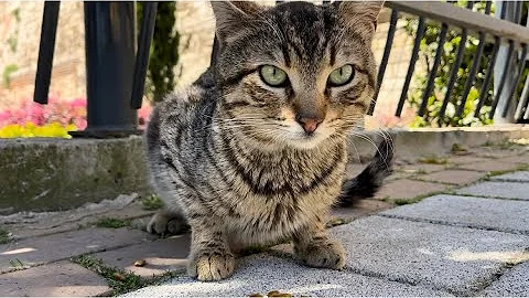 Video 4310321: tabby cat persian, stray cat, meow cute white cat, cat lovers feed, cat food, adorable cats, kitty