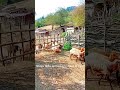 Sheep walking through a rural village in Iran.Natural sounds only.#RuralIran #SheepLife