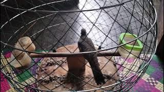 perkutut lokal alam Lombok