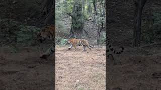 Massive Tiger walking close by #ranthambore #tiger #tigersafari #reel #shortsvideo
