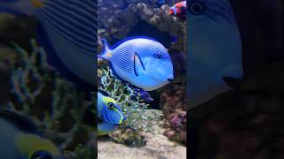 Sohal Tang Running Wild 10Ft Marine Tank By The Marine Aquarium