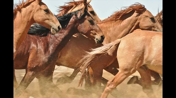 Jill Starr: The Horse Rescuer