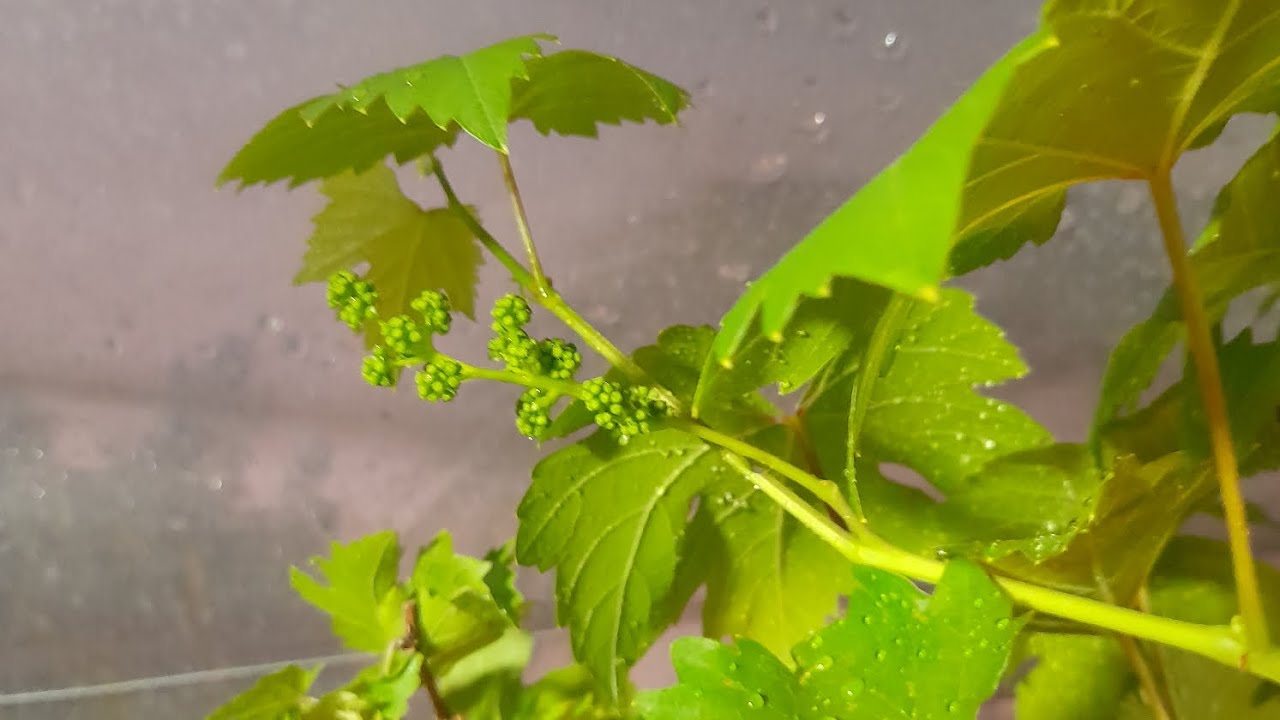 จิ๊บโต้-2ยืดช่อองุ่น