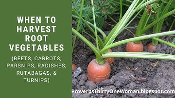 When to Harvest Root Vegetables (beets, carrots, parsnips, radishes, rutabagas, & turnips)