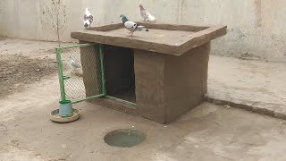 Amazing designs of pigeon loft I Construction of amazing house for pigeons