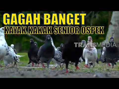 Video: Mengapa Orang Prancis Menyebut Merpati Sebagai Tikus Terbang?