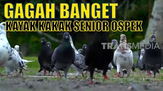 Lebih Mengenal Burung Merpati si Jawara Terbang | SI OTAN (12/03/20)