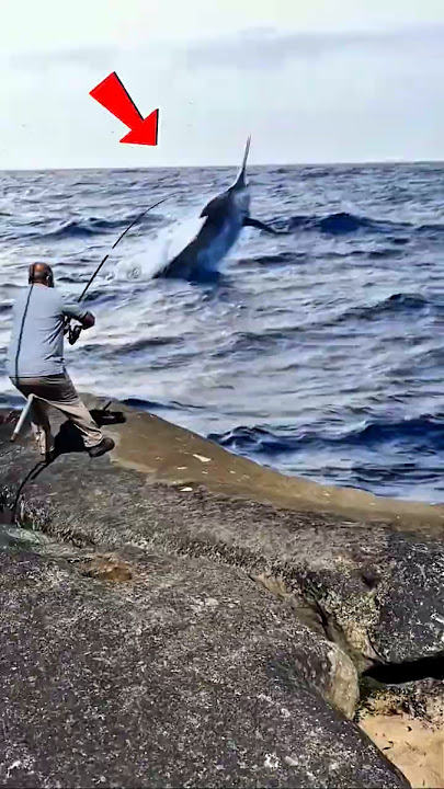 Samabaran Dahsyat Ikan Marlin Besar‼️ Mancing di Pinggiran Laut #fishing #shorts #fish
