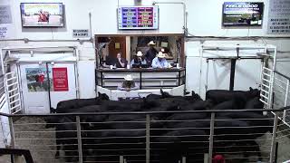 5-2-26  Top-Selling Open Heifer  $3,700  Thank You Osage Ranch