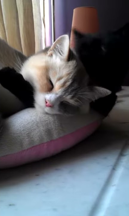 Cuddling Cats