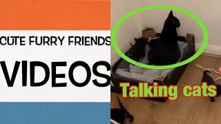 Talking kitty cats How mother cats talk to there babies screenshot 3