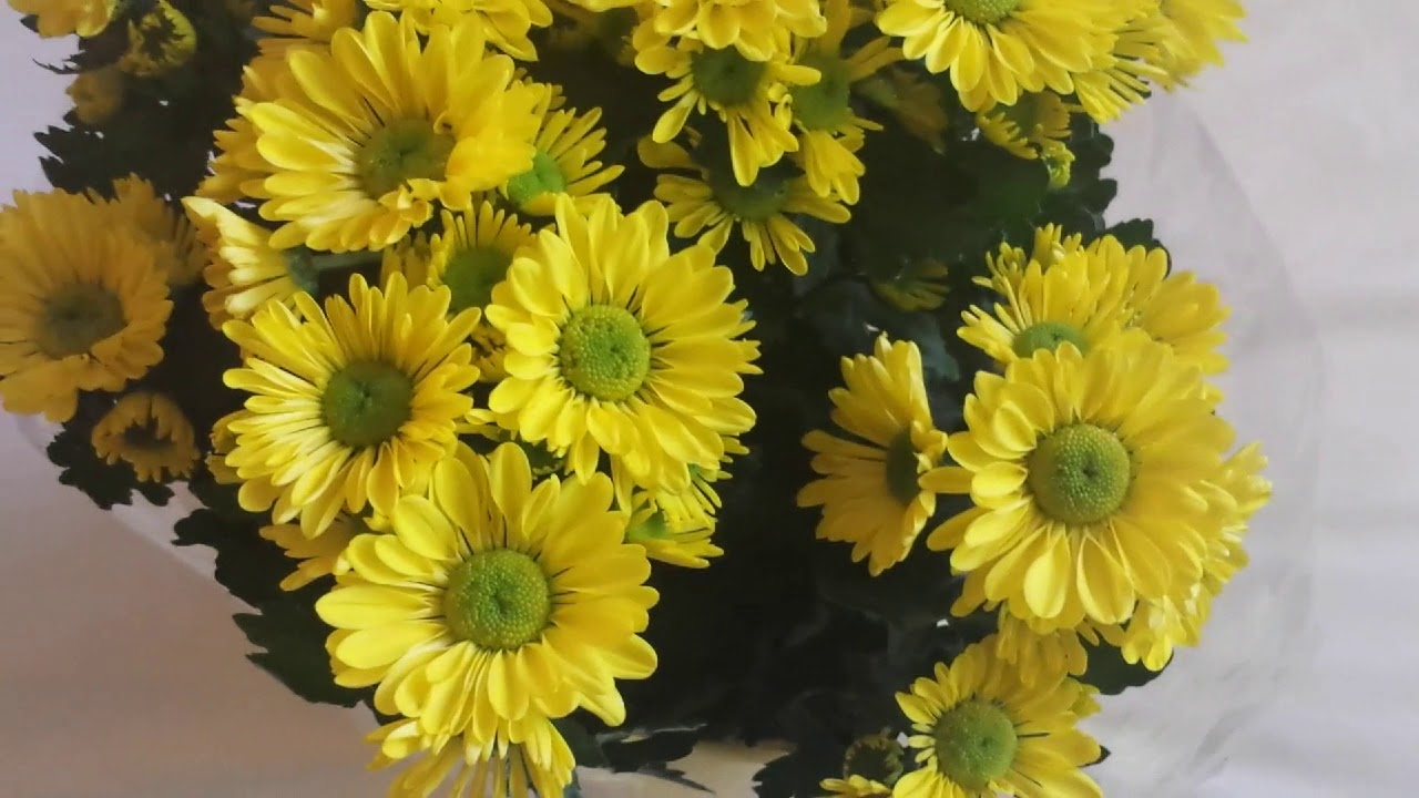 CHRYSANTHEMUM YouTube
