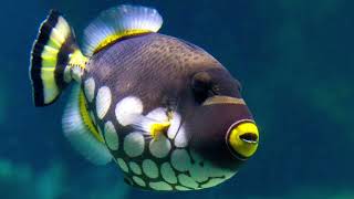 TOP 10 Extremely Beautiful Animals in the World 2022