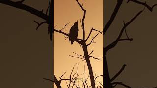 A Symbol at Sunrise 🦅🌄