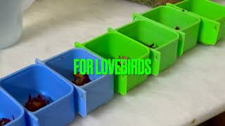 Soft Food for Parrots | Healthy Daily Diet for Lovebirds, Ringneck & Conure screenshot 5