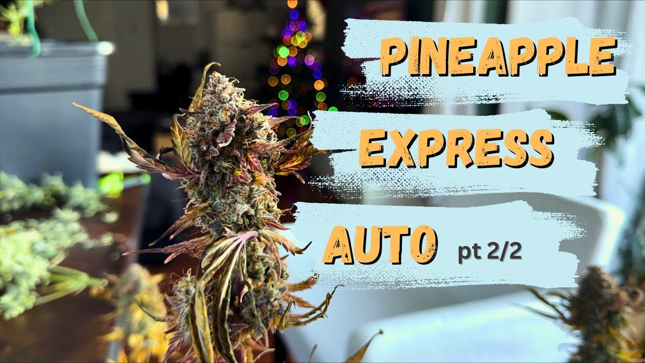 Battle of the Spouses: Pineapple Express Grow-Off Finale 🌱💥 | Who Grew It Better?