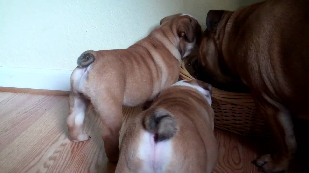 English Bulldog puppies yelling and barking at our 7 month old English