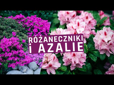 Wideo: Odmiany Rododendronów