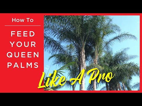 วีดีโอ: Queen Palm Tree Information: เคล็ดลับในการดูแล Queen Palms