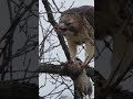 Red-Tailed Hawk in Brooklyn Near Verrezano Bridge NYC Hunting Part 3