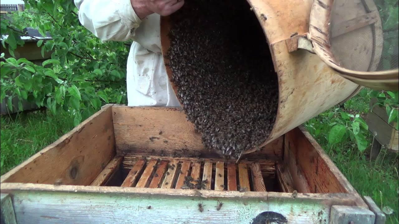 Улей для пчел. Домик для пчел. Современные ульи для пчел. Ульи для пчел. Как поселить пчел в улей.