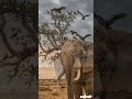 “World’s Biggest Elephant Ever Found!” #junglefight #wildlife #animalbattle #viralvideo#animalfight
