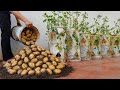 Why do potatoes grown in Gallon Bucket have so many big tubers? The secret lies here