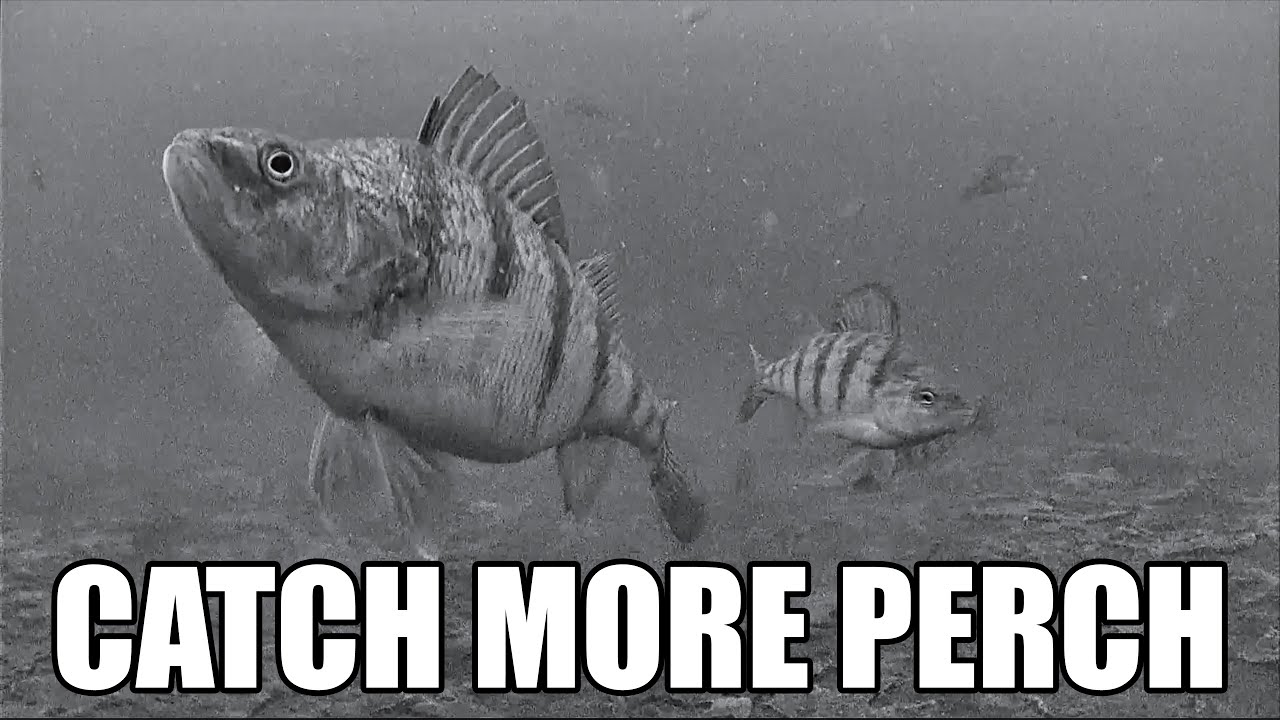 Советы по подледной рыбалке на желтого окуня