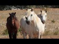 Konji na Bilima