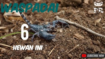 WASPADA, JIN atau SETAN Sering Menyamar Menjadi 6 Jenis HEWAN ini | ular, anjing, kalajengking,