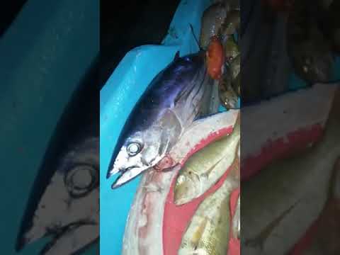 شغل المرجان وسمكة السيف اسماك البحر الاحمر