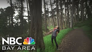 San Francisco attorney fights to gain legal rights for forests