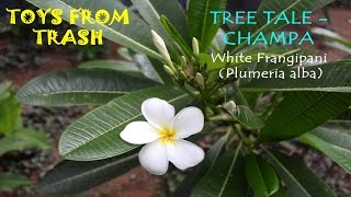 The plumeria alba or white champa has many names. it’s called temple
tree, pagoda tree and frangipani. in cambodia it is especially grown
near te...