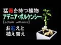 猛毒の植物、アデニア「ボルケンシー」