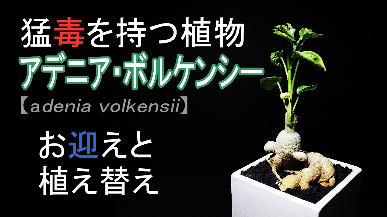 猛毒の植物、アデニア「ボルケンシー」