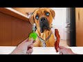 Blind Dog Reviews Foods | Kobe Kanaka Taste Test